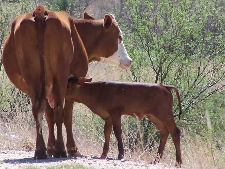 Saguaro Juniper Natural Beef — pasture-raised beef in Tucson, AZ