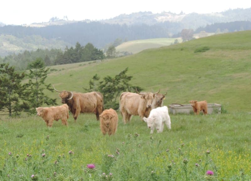 Salmon Creek Ranch — pasture-raised beef in Bodega, CA