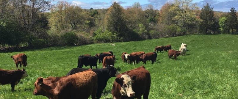 Seaview Farm — pasture-raised beef in Rockport, MA