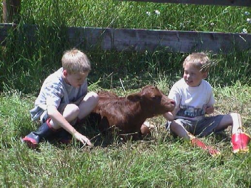 Selkirk Ranch — pasture-raised beef in Sandpoint, ID