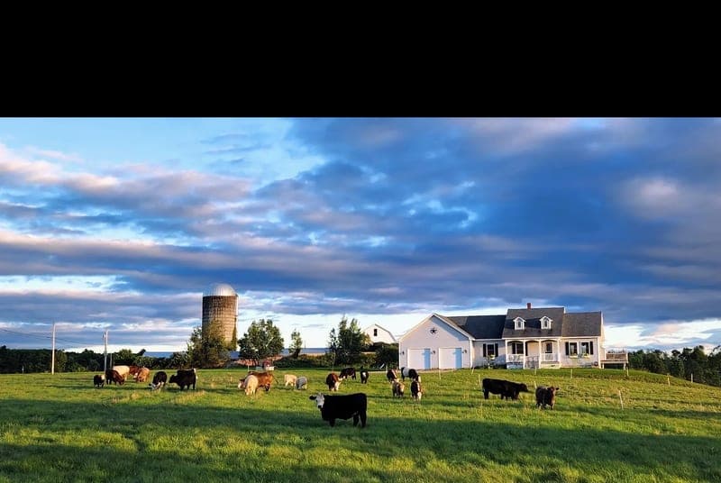 Shaw Farms — pasture-raised beef in South Paris, ME