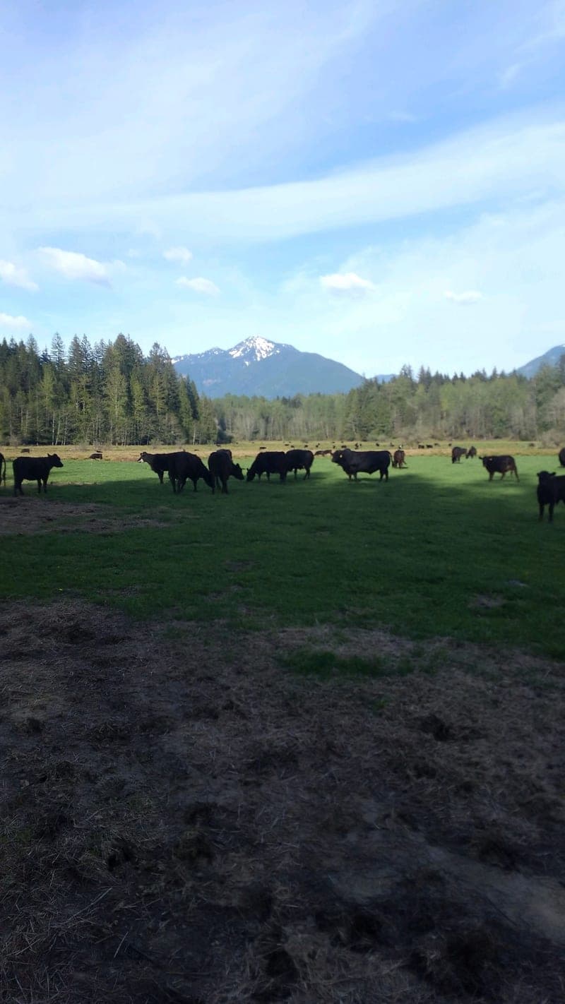 Skiyou Ranch — pasture-raised beef in Sedro Wooley, WA