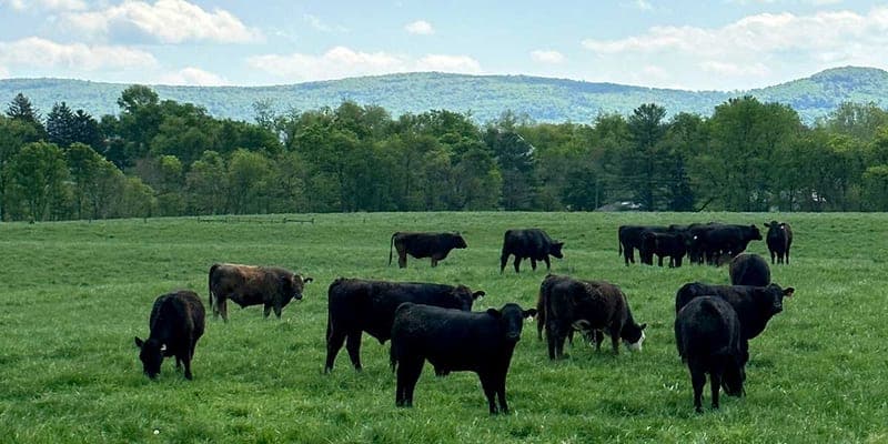 Smith Meadows Free-Range Meats — pasture-raised beef in Berryville, VA