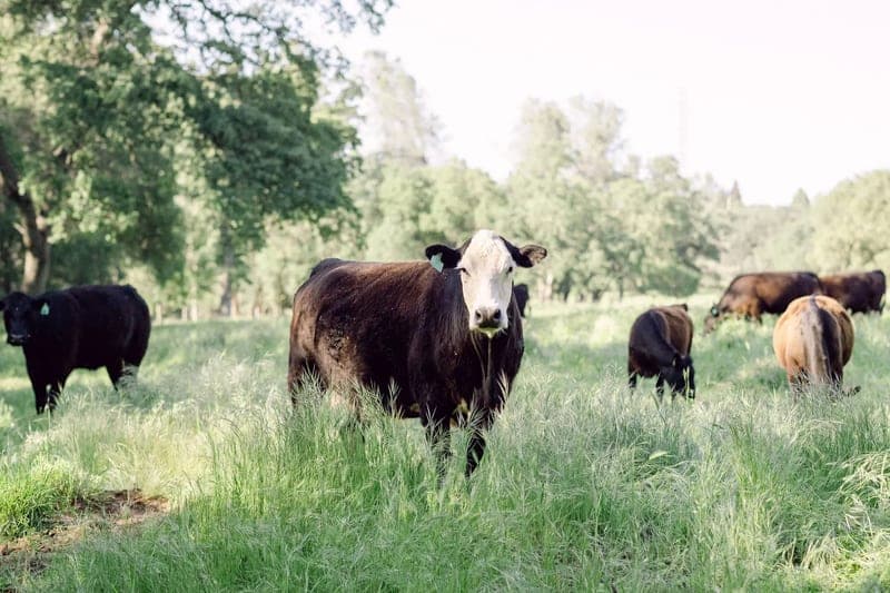 Sonny’s Farm — pasture-raised beef in Crestview, FL