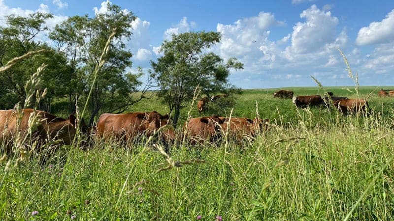 Sonrise Farms — pasture-raised beef in Penfield, IL