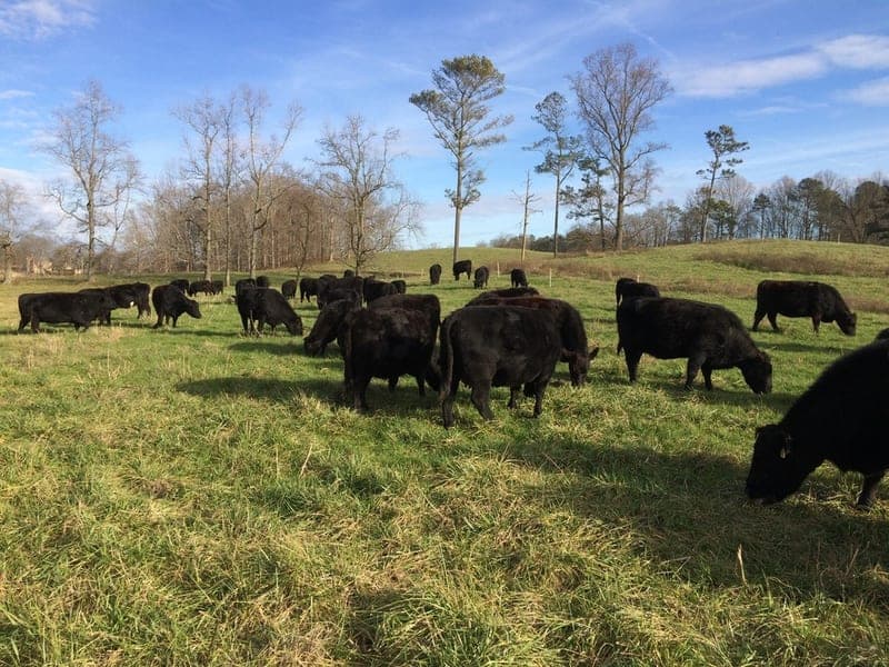 Southern Grass Meat — pasture-raised beef producer in Ranger, Georgia