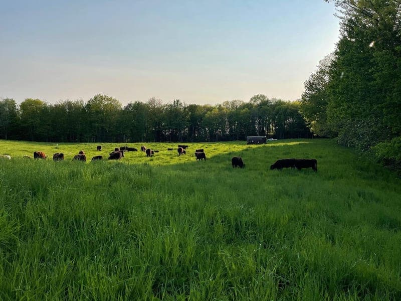 Sparkplug Farm — pasture-raised beef in Leeds, ME
