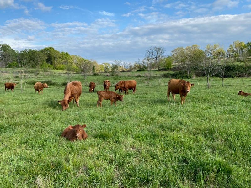 Spring Forest Farm — pasture-raised beef in Hulbert, OK