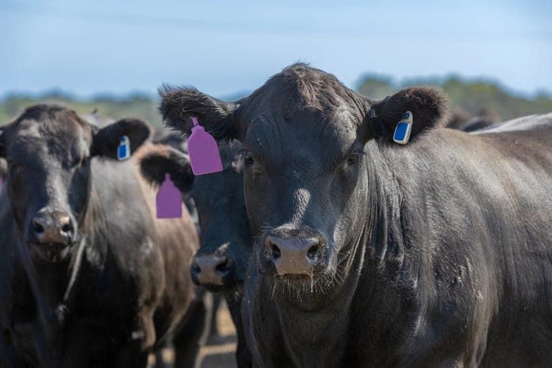 Stewart Farms Beef — pasture-raised beef in Stedman, NC