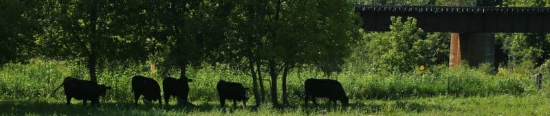 Sugar Creek Farm — pasture-raised beef in Osage, IA