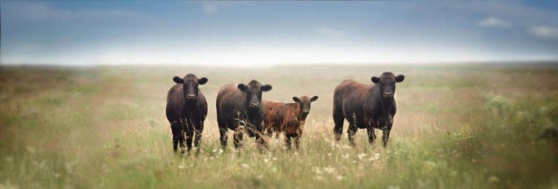 Sun Prairie Natural Beef — pasture-raised beef in Denver, CO