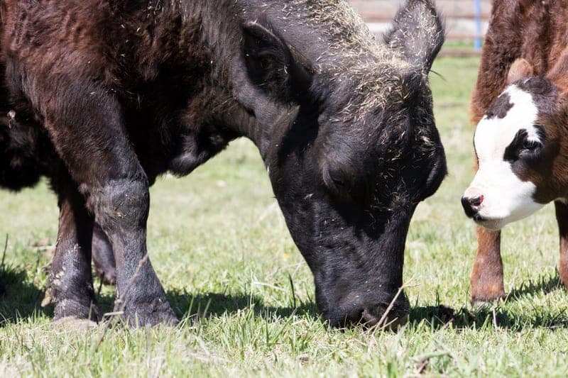 Sunshine Creek Farm — pasture-raised beef in Pullman, WA
