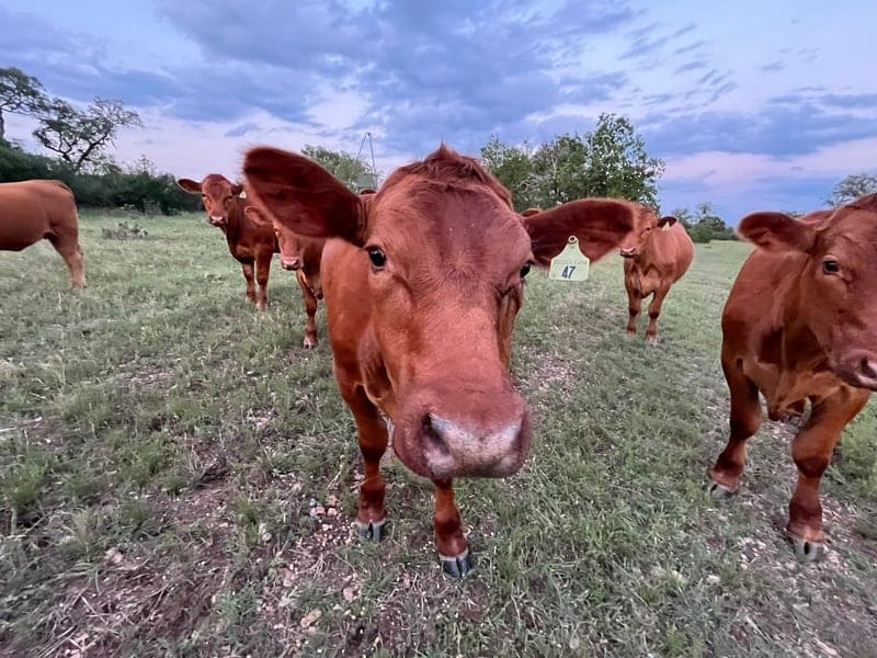 Sussex Farm and Ranch — pasture-raised beef in Comfort, TX