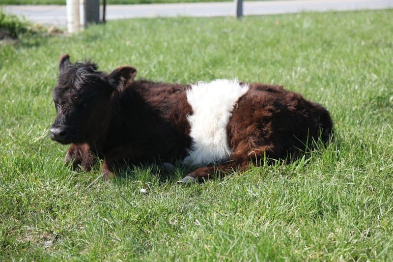 Sutton Heritage Farms — pasture-raised beef in Lowell, IN