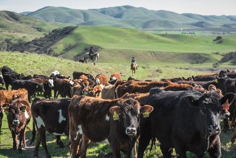 T.O. Cattle Company — pasture-raised beef in San Juan Batista, CA