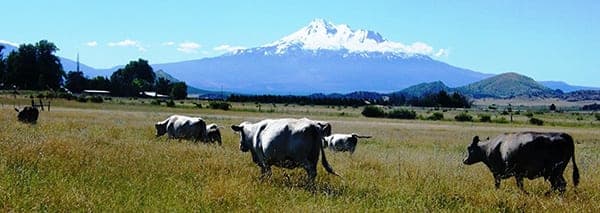 Tawanda Farms — pasture-raised beef in Montague, CA