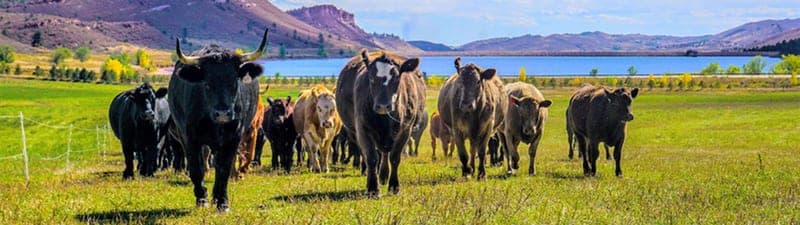 The Farm at Sunrise Ranch — pasture-raised beef in Loveland, CO