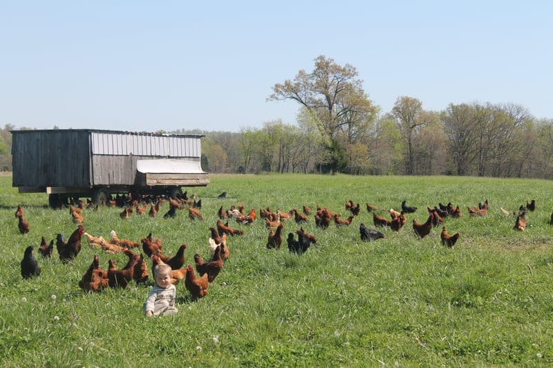 The Nolt Homestead — pasture-raised beef in Hopkinsville, KY