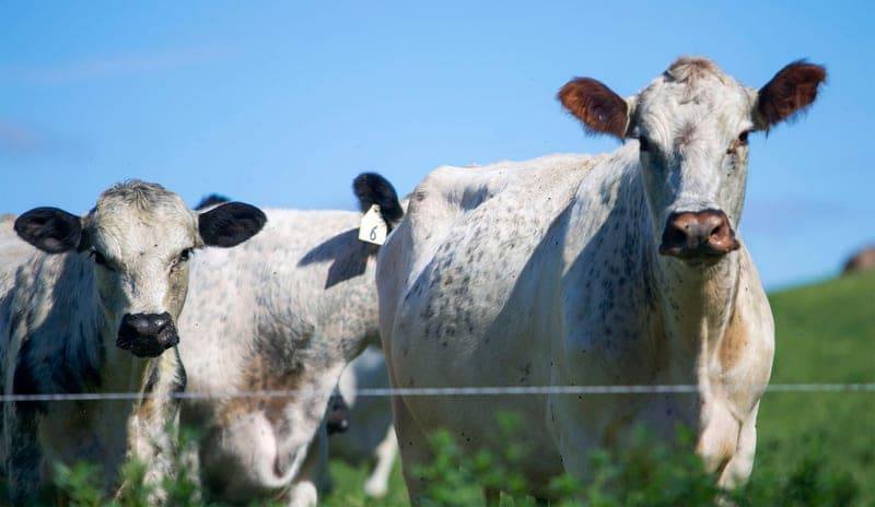Together Farms — pasture-raised beef in Mondovi, WI