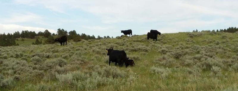 Touchstone Grass Fed Beef — pasture-raised beef in Torrington, WY