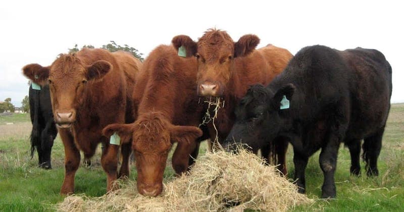 Turner Grass Fed Beef — pasture-raised beef in Petaluma, CA
