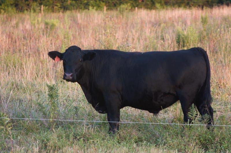 Virginia Sweet Grass Farm — pasture-raised beef in Fredericksburg, VA