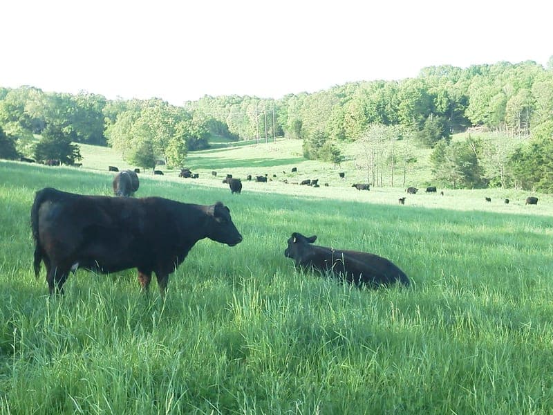 Walker Angus — pasture-raised beef in Ava, MO