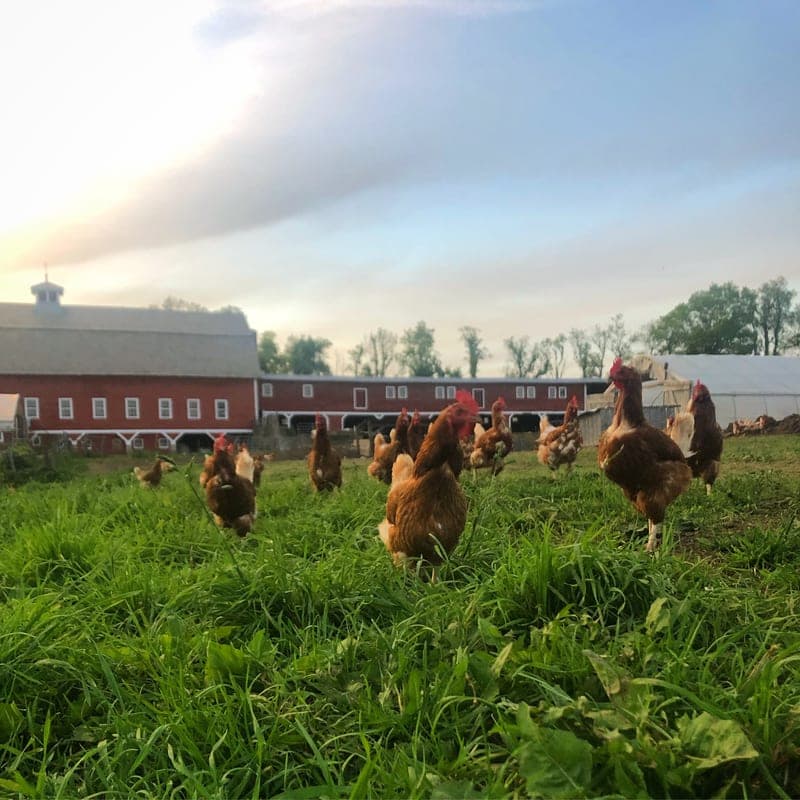 Walpole Valley Farms — pasture-raised beef in Walpole, NH