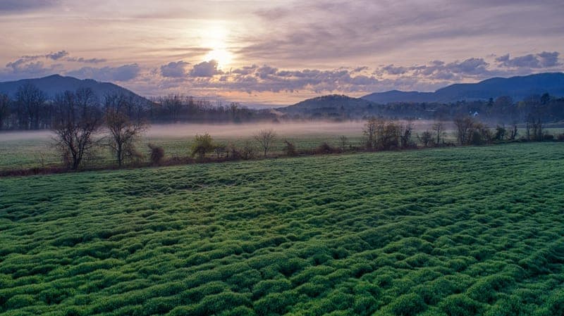 Warren Wilson College Farm — pasture-raised beef in Swannanoa, NC