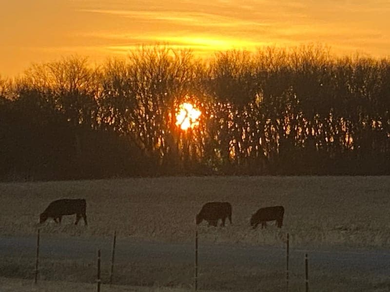Wellman Wagyu — pasture-raised beef in Waverly, NE