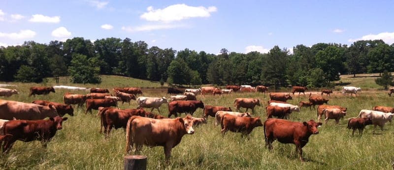 West Ridge Farms — pasture-raised beef in Little Mountain, SC