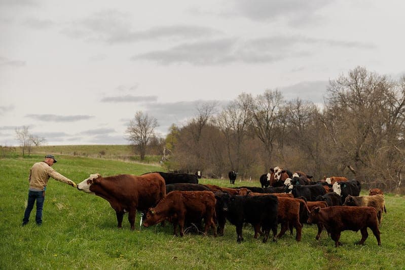 Whippoorwill Creek Farm — pasture-raised beef in Lovilia, IA