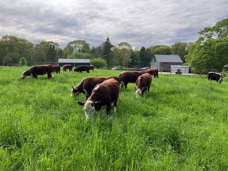Wild Harmony Farm — pasture-raised beef in Exeter, RI