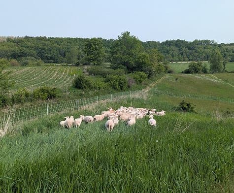 Wild Type Ranch — pasture-raised beef in Cameron, TX