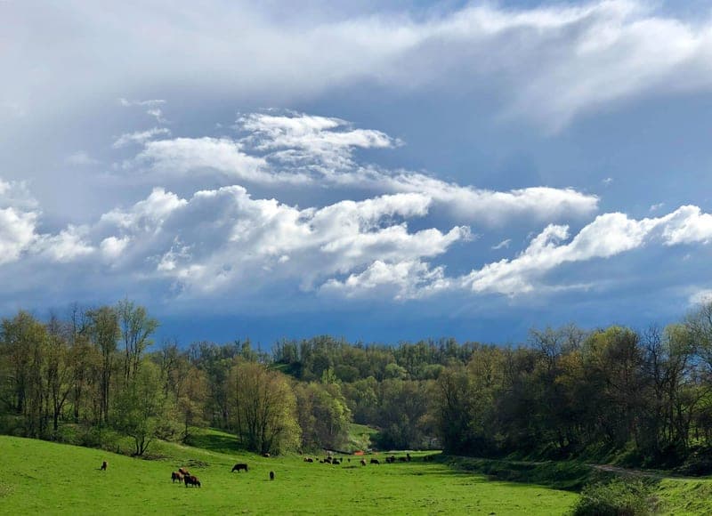 Wilhelm Farms — pasture-raised beef in Triadelphia, WV
