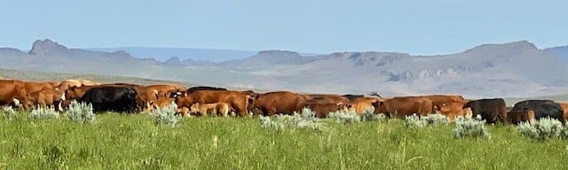 Wilsey Ranch Grass Fed Beef — pasture-raised beef in Marsing, ID