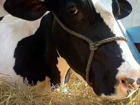 Windsweep Farm — pasture-raised beef producer in Dixon, Illinois