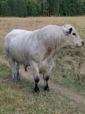 Wortley Ranch — pasture-raised beef in Raymond, WA